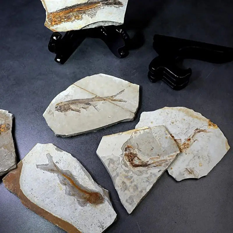 

1pc Resin Fish Fossil Useful Portable Creative Durable Practical Fish Fossil Adornment Student Teaching Fossils Fossil Specimen