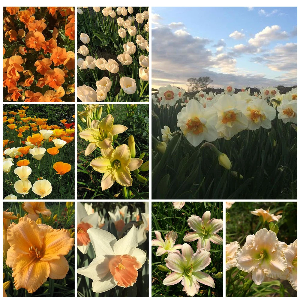 

5D алмазная живопись своими руками, Цветочное поле, ландшафт, искусственное домашнее изысканное ручное украшение на заказ