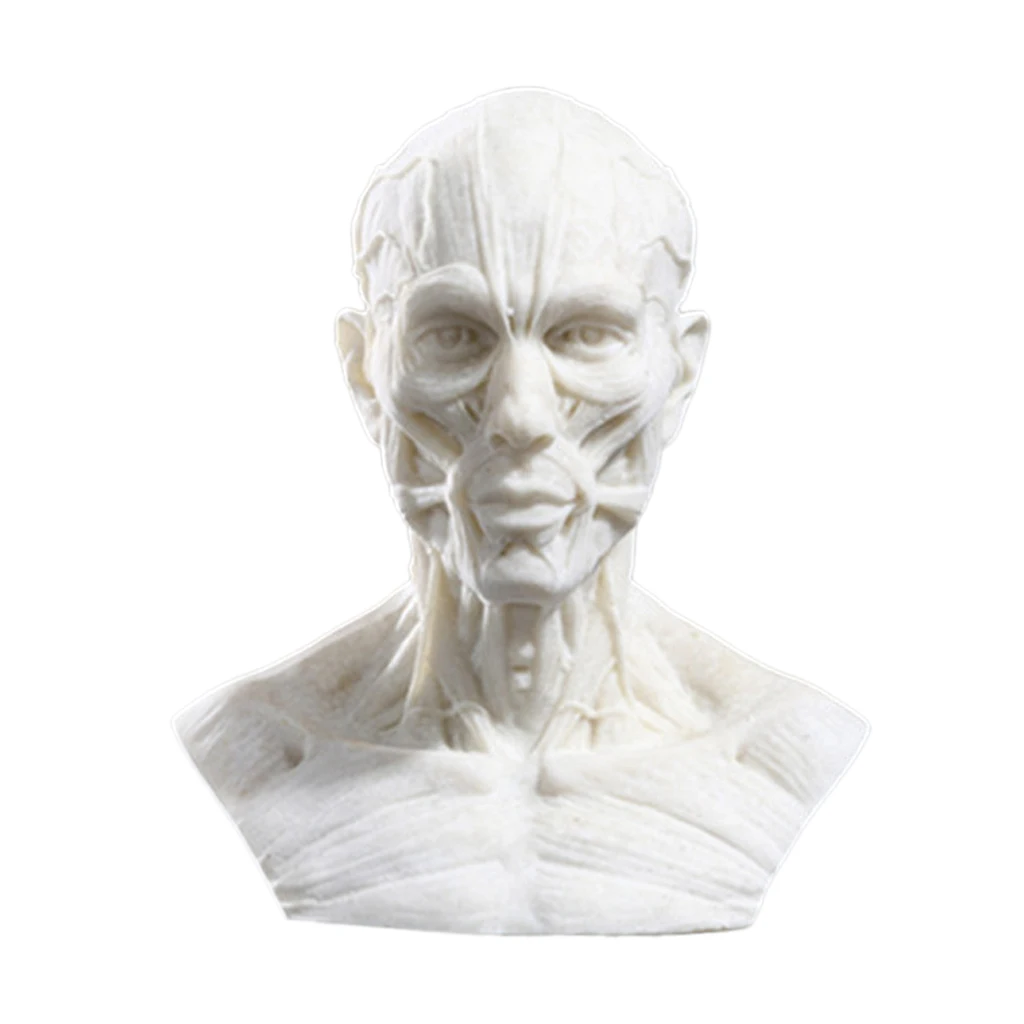 Реалистичная 10 см человеческая модель череп для изучения анатомии головы