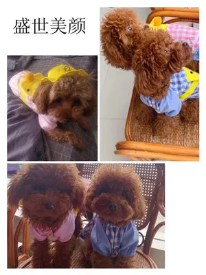 

Hot Cute Lovely Little Yellow Duck Dragon Daisy the same style Kindergarten Cartoon Backpack Pet Clothes Dog and Cat Supplies