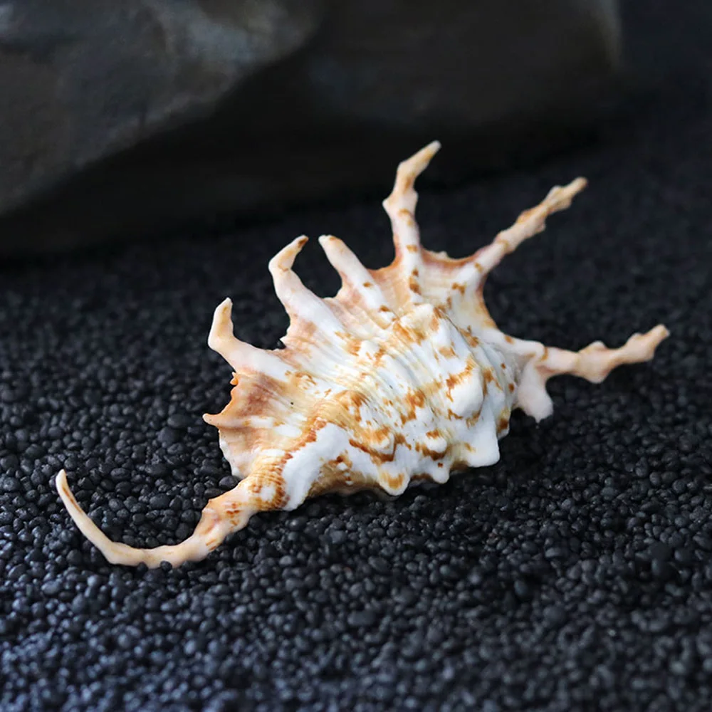 3 шт. ракушки для скорпионов и аквариума