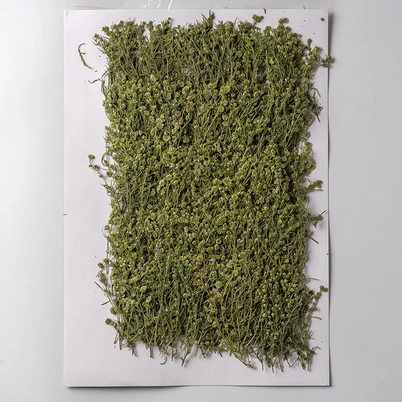 

120pcs Pressed Dried Artemisia capillaris Thunb Leaf Herbarium Epoxy Resin Jewelry Making Bookmark Face Makeup Nail Art Craft