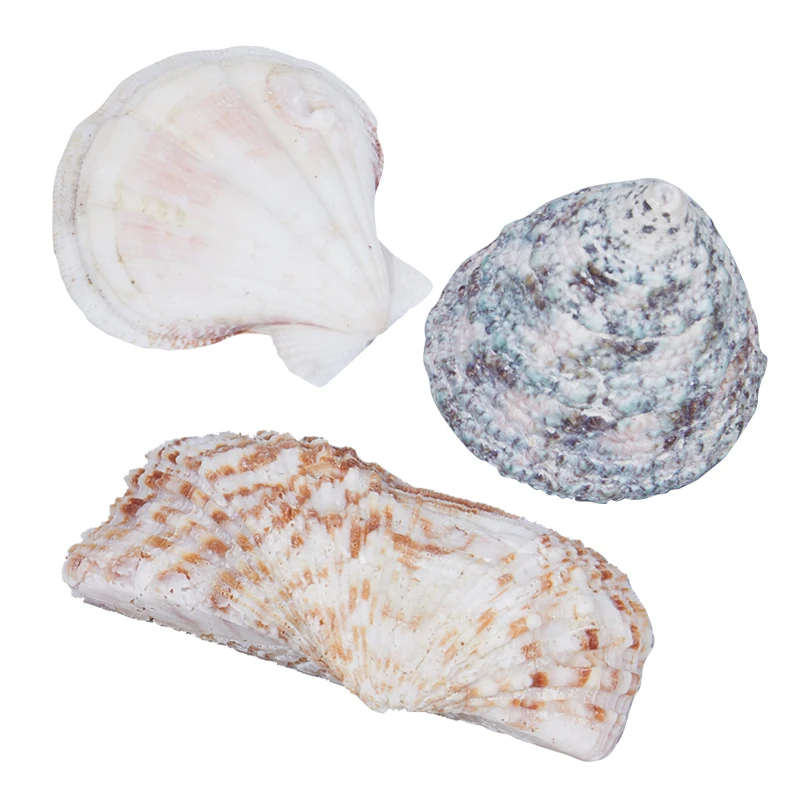 

Mixed Conch Wedding Decoration Beach Theme Party Shell Fish Tank Jewelry Making Accessories