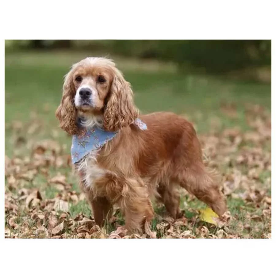 Квадратная круглая Алмазная вышивка Собака 5D алмазная живопись сделай сам