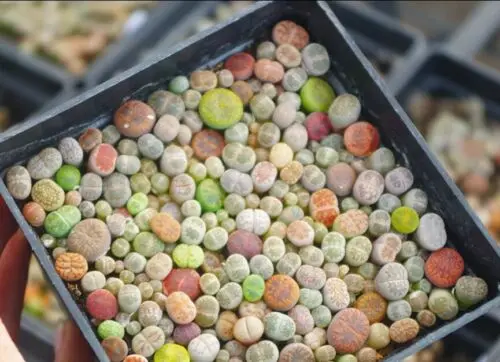 Lithops самодельные Украшения не семена живые камни искусственные экзотические