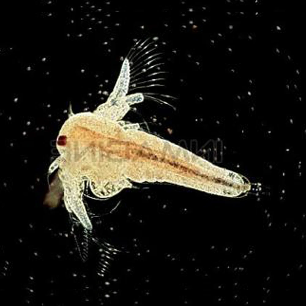 Морские обезьянки яйца обезьяны с Aquario искусственные живые животные креветки
