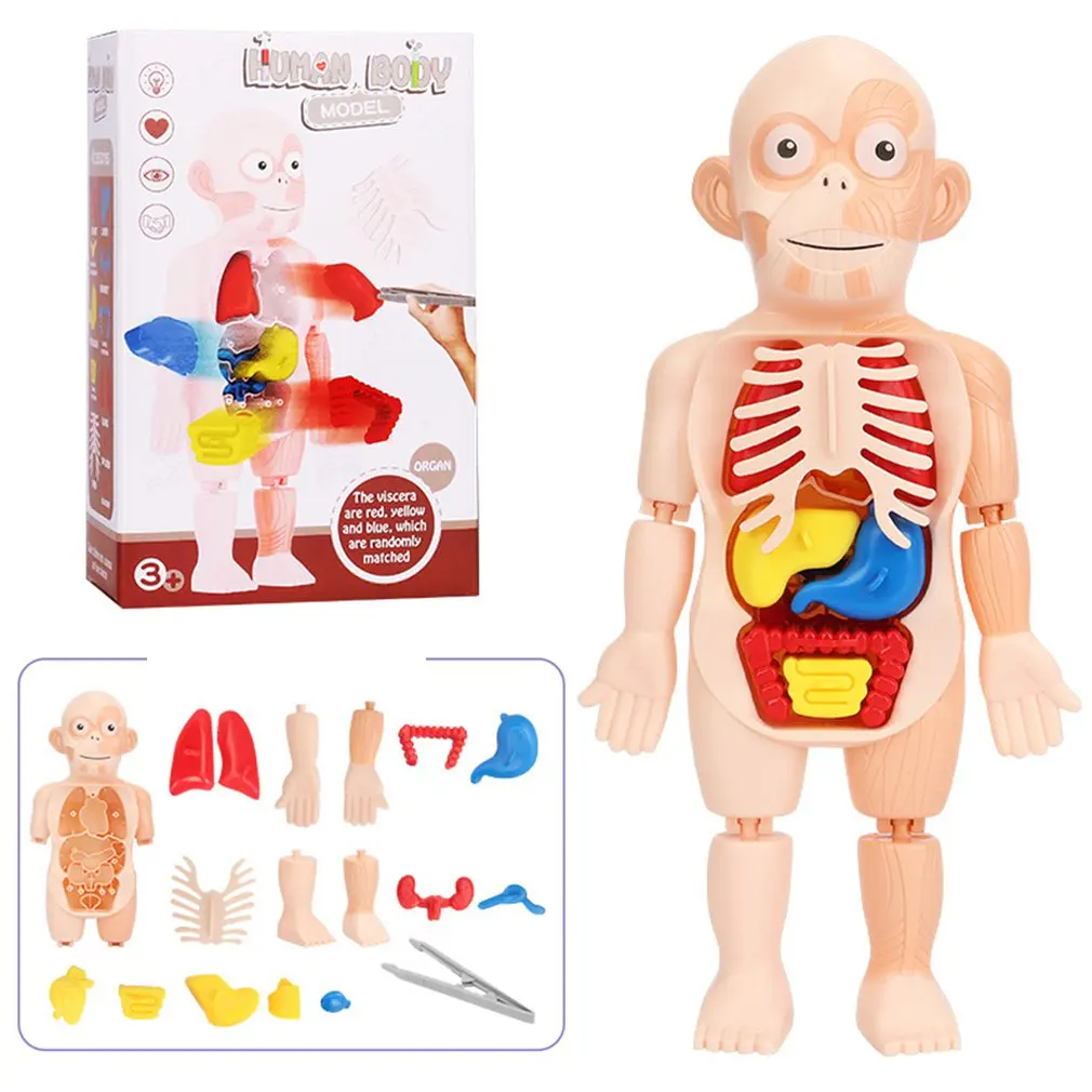 

Children's Enlightenment Science And Education Human Organ Model Assembly Toys STEAM Early Medical Education Model