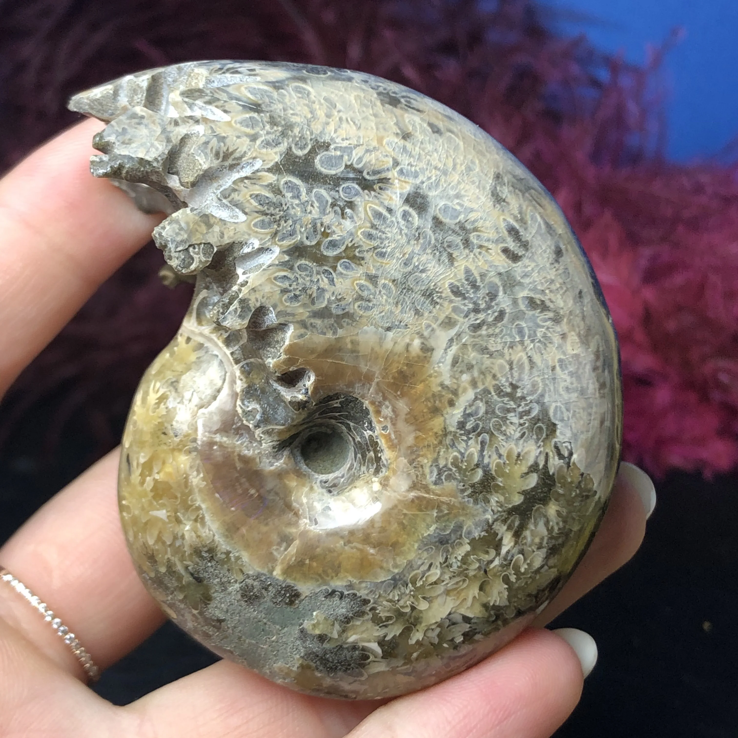 

High Quality!!Natural Polished "Goat Horn" Fossil Ammonite Conch Douvilleiceras Madagascar Mineral Specimen