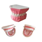 Зубной имплантат, модель зубов, обучающая модель, Стоматологическая Смола, моделирование для студенческой практики