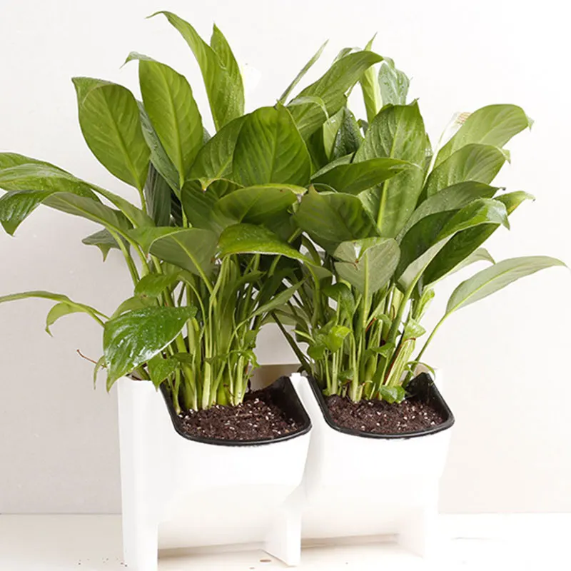 Пластик ящик для комнатных растений цветочный горшок настенный подвесное