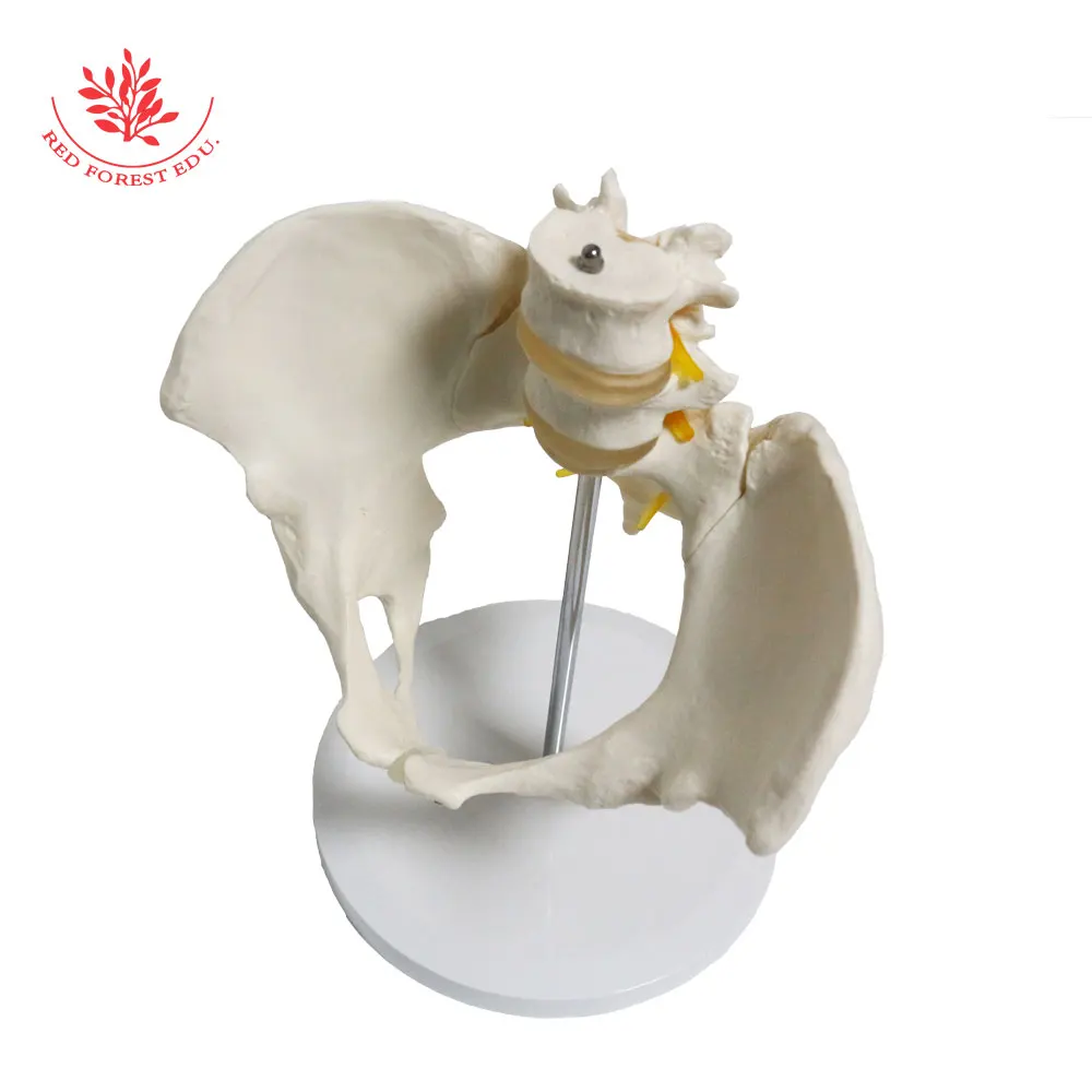 Тазовая модель из ПВХ в натуральную величину 2 Поясничный вертебер женский