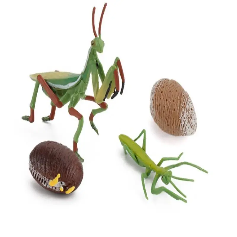 

Realistic Snail Growth Cycle Figure Animal Model Life Cycle of Snail Figures Miniature Garden Decor Collector Educational Toys