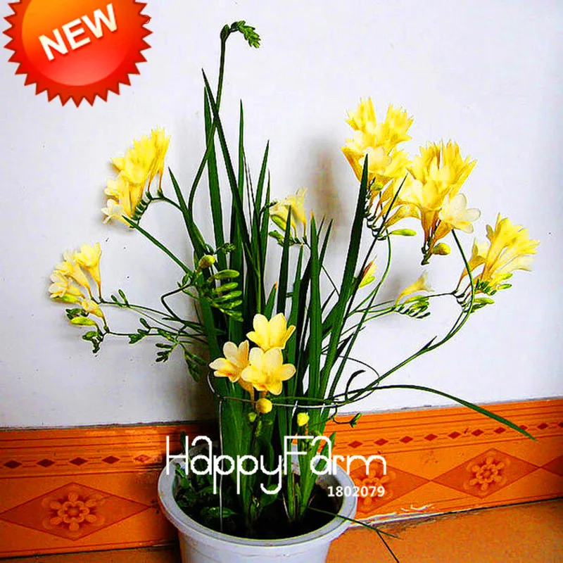 Бонсай Freesias великолепный сад красочные ароматные Цветочные растения Орхидея Флорес идеальные Цветочные Планты 100 Плант/упаковка