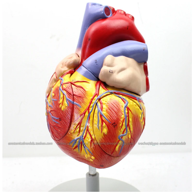 12480/пронумерованные 2x анатомические модели человеческого сердца в натуральную