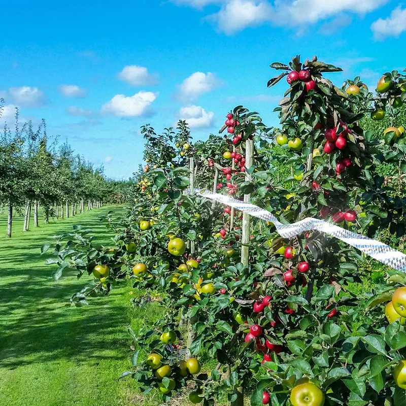 Лента для отпугивания птиц-350 футов Двусторонняя светоотражающая лента птиц