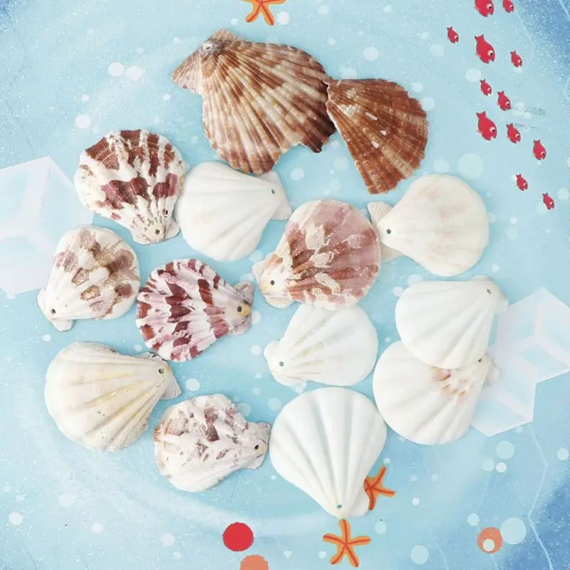 

120Pcs Mixed Colorful Scallop Shell Natural Seashell from Sea Beach DIY Craft