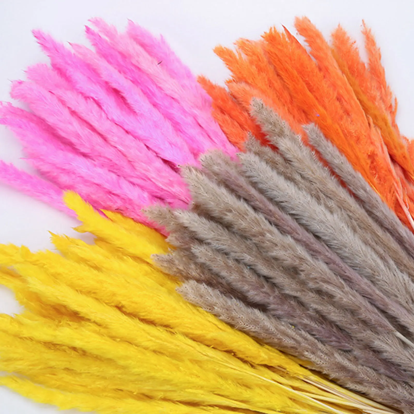 

15Pcs Dried Natural Flowers Pampas Grass Fiori Secchi Reed Phragmites Plants Bouquet For Wedding Party Home Table Decoration