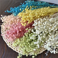 50g40 45cmnatural dried bleach beads flower bouquetfugui beads ins jequirity decrative plant wedding party home decoration