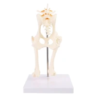 dog canine lumbar hip joint with femur model aid teaching anatomy skeleton display study research