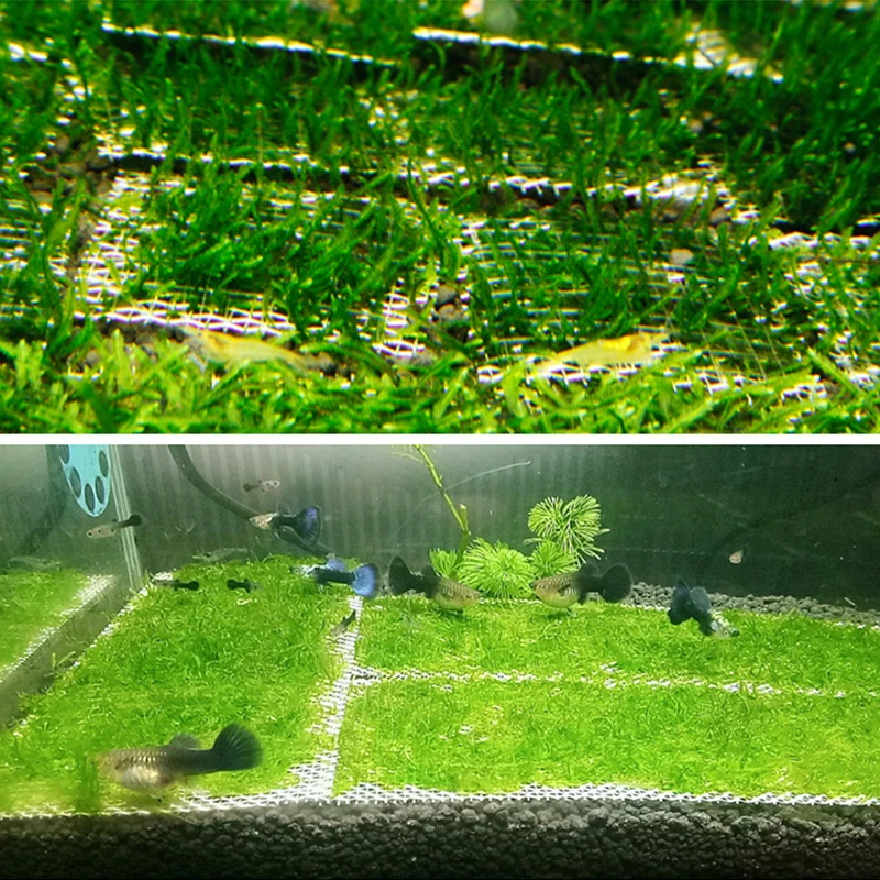 Квадратная переноска из нержавеющей стали для аквариума сетчатая проволочная