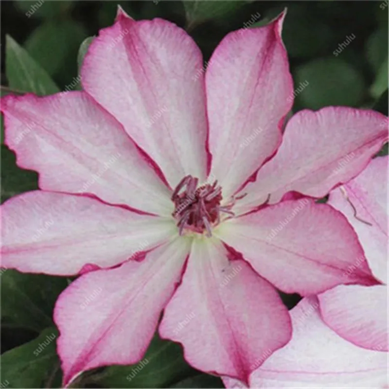 100 шт. искусственных клематов |