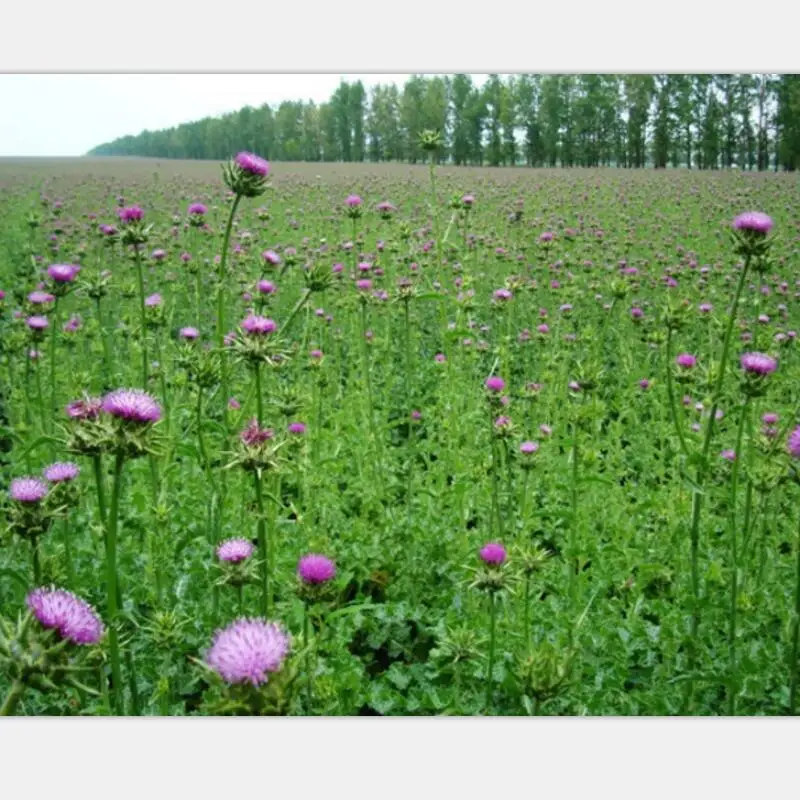 

High quality pure Silymarin extract powder, protect the liv~er, improve liv~er function, Silymarin extract