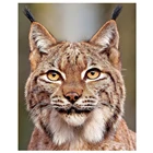 Алмазная картина 5d 