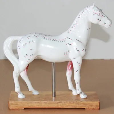 Horse Acupuncture point model animal Horse Anatomy model free shipping