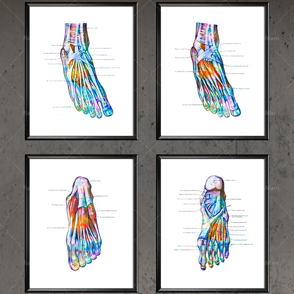 

Anatomical Foot Watercolor Print Podiatrist Gift Orthopedist Gift Doctor Office Decor Clinic Wall Art Chiropractor Gift Medicine