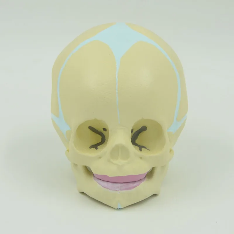 1:1 детский анатомический череп скелет модель Обучающие принадлежности для - Фото №1