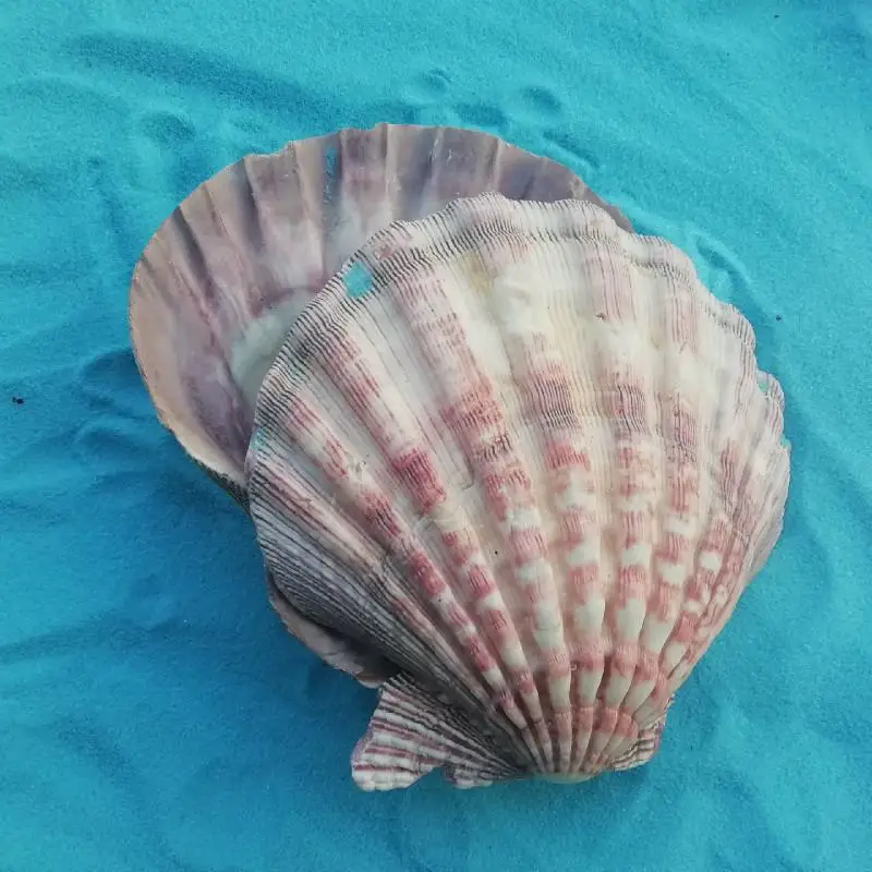13 15 см толстый большой гребешок ракушки украшения дома Реквизит фотография блюдо