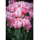 С цветочным рисунком, с изображением гвоздики камни в форме ромба дрель 5D DIY алмазная живопись Diy Алмазная мозаика Стразы вышивка рукоделие Настенный декор