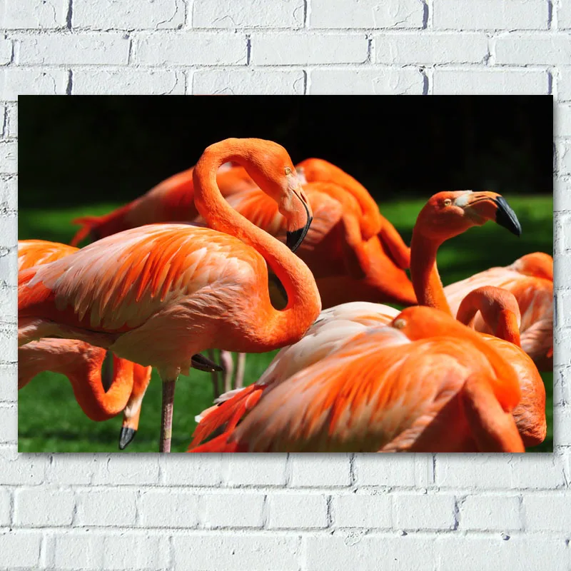 Декоративные картины с животными фламинго птицами постеры для дикой природы