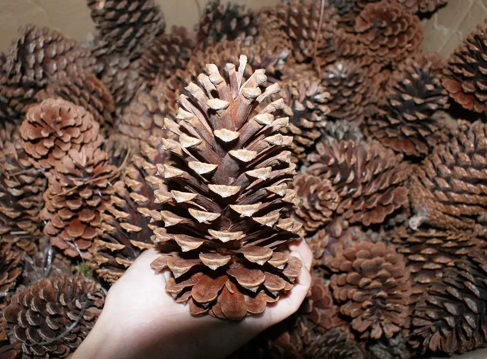 10 шт. большие натуральные сосновые конусы для украшения дома|Наконечники елки| |