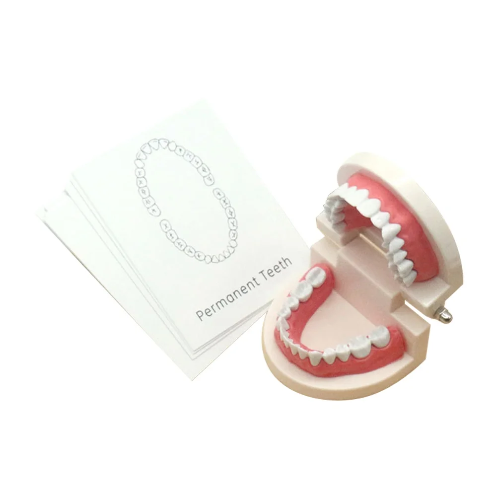 

Realistic Teeth Model Recognition Card Teaching Aid Kids Early Educational Toy