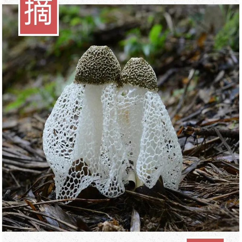 

High quality pure natural organic bamboo fungus,Natural Bamboo Fungus Dried Mushroom