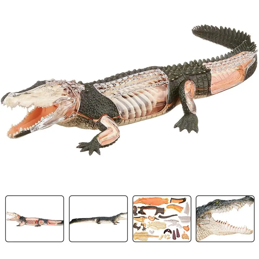 

Baby Toy Crocodile Anatomical Model Kit Educational Model Supplies Crocodile Organ Anatomy And Medical Education Model
