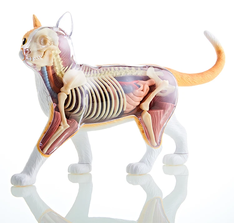 

4D Vision THE DISSECTED CAT Funny ANATOMY MODEL Medical Human Skull Skeleton Anatomical Model Science Educational Toys for Kids