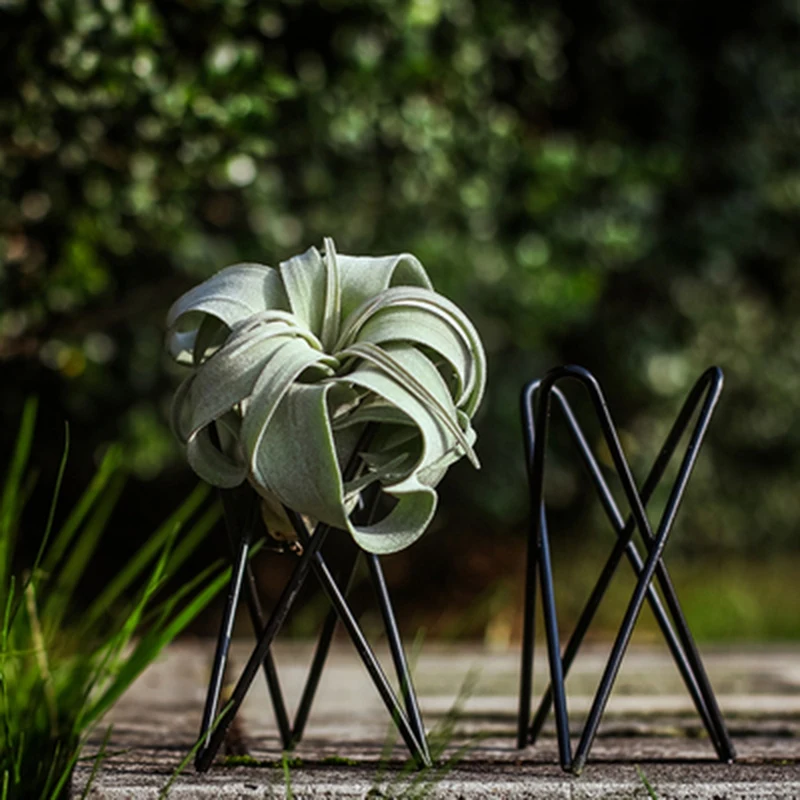 

Кронштейн в виде ананаса для очистки безвоздушного растения, Геометрическая основа, 5 шт.