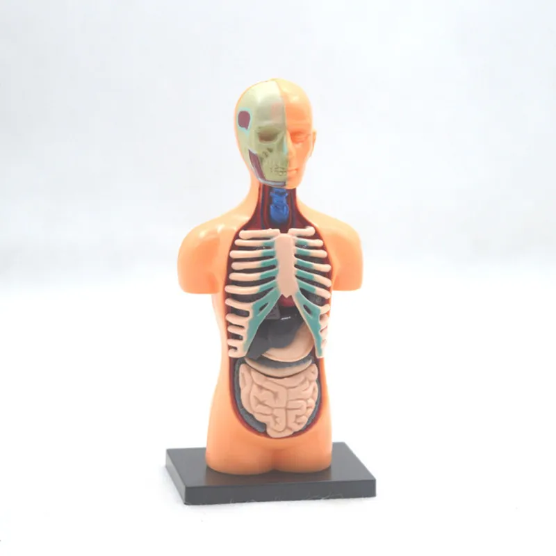 

32pcs assemble 4D Human torso Body model anatomical Anatomy of organs Medical teaching DIY science