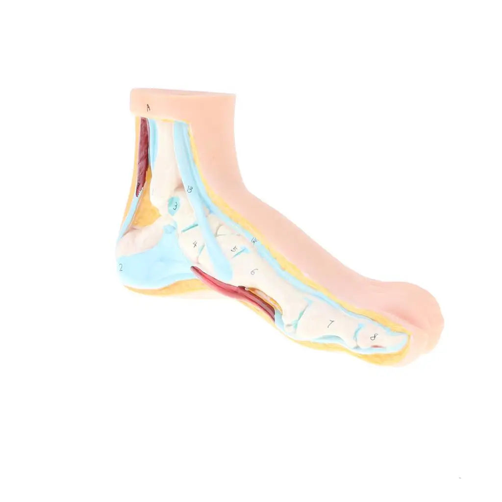 

1:1 Lifesize Human Normal Foot with Ligaments Bones Muscles Medical Model