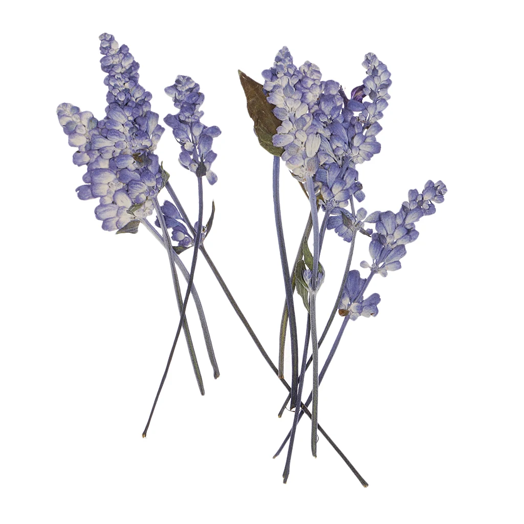 

10PCS Natural Sage Flower Dried Pressed Art Craft Scrapbooking Embellishment