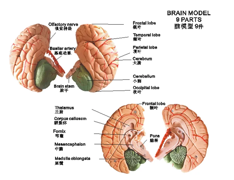 1:1 натуральную величину человека анатомическая модель мозга ствола головного
