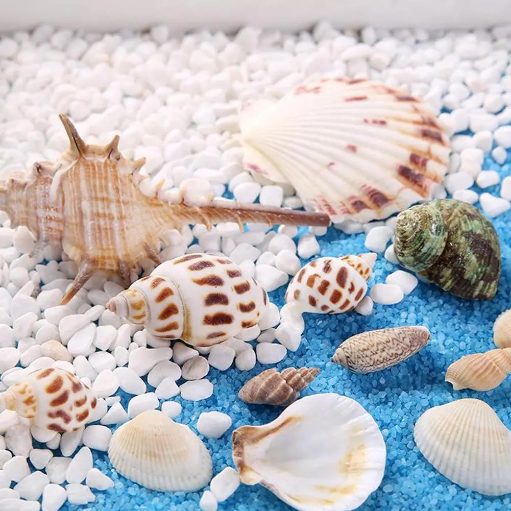 

Aquarium Decor Conch Mixed Starfish Ocean Sea Shells Beach Seashells Coral Party Seashells Home Decorations Fish Tank Sea Star