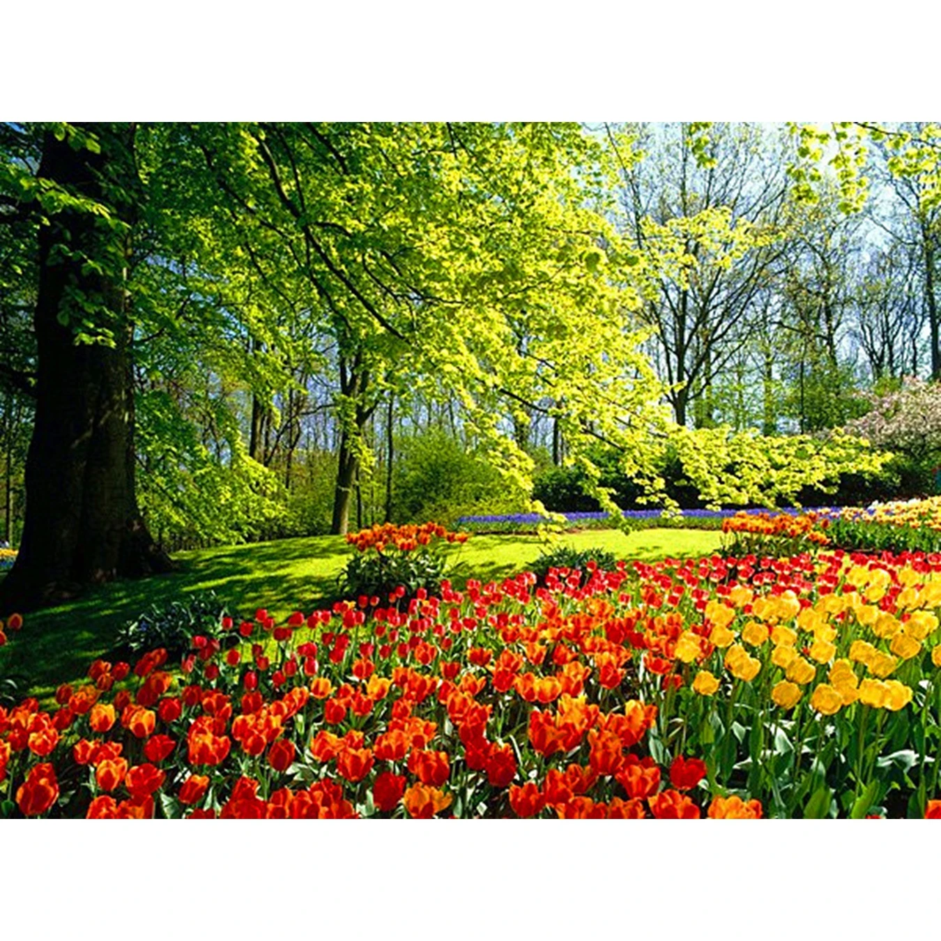 5D алмазная вышивка Подсолнух крестиком цветок живопись сделай сам кристалл