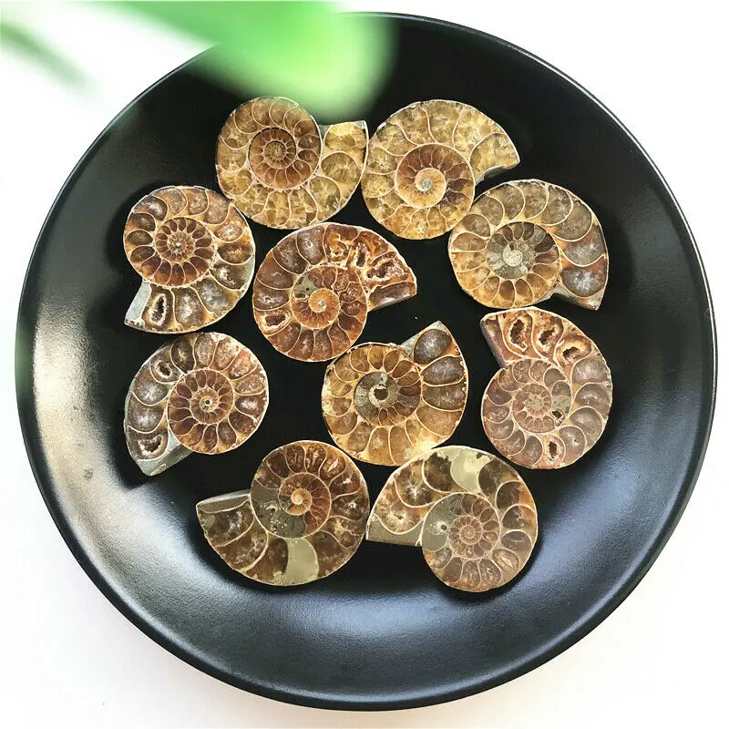 1 пара из Разделение ископаемые образцы раковины аммонита Исцеление украшения