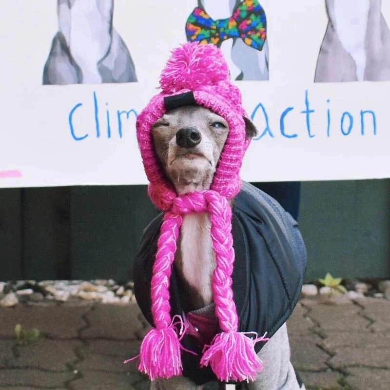 

Woolen Dog Hat For Winter Windproof Kids Hats Winter Warm Knitted Pet Dogs Hats Christmas Funny Cat Clothes Accessories