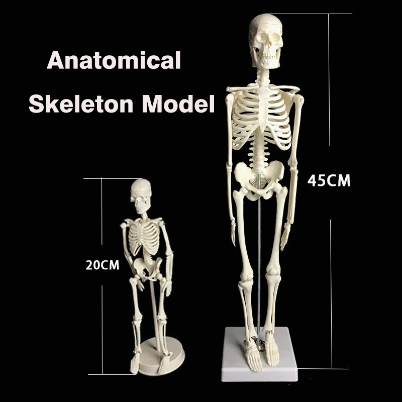 

Human Anatomical Anatomy Skeleton Model Medical Learn Science Medicine Teaching Equipment Skull Model 45CM/20CM