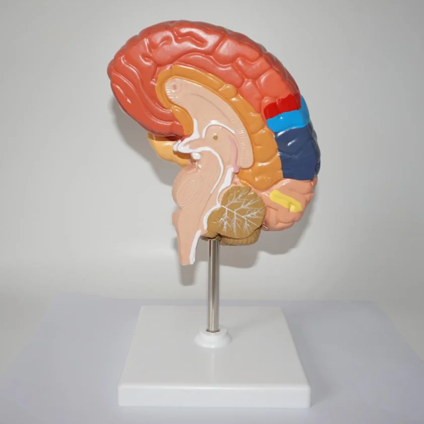 Анатомическая модель человеческого мозга | Канцтовары для офиса и дома