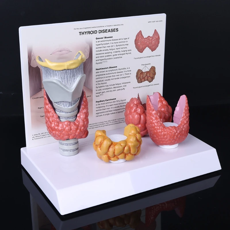 

1 Set Life-Size Human Anatomical Thyroid Gland Model Pathology Anatomy Digestive System Display Vivid Design Study Teaching Tool